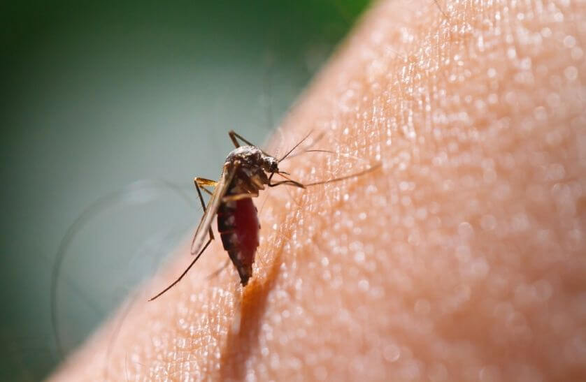Sivrisinek ısırığına iyi gelen doğal yöntemler